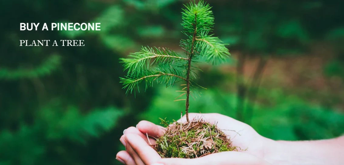 Third Eye Pinecones Sales Shop -Third Eye Pinecones Sales Shop Dingtalk 20220813104912